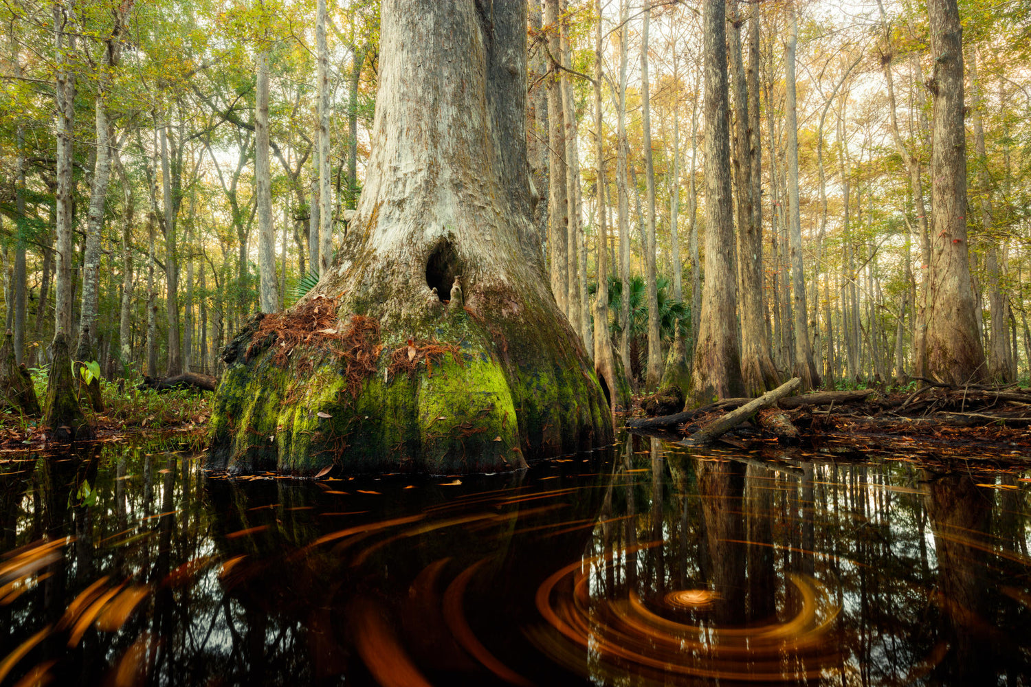 Florida Landscapes