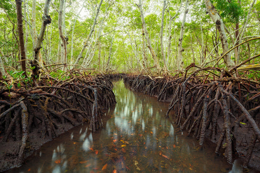 Lido Key Mangrove Tunnel