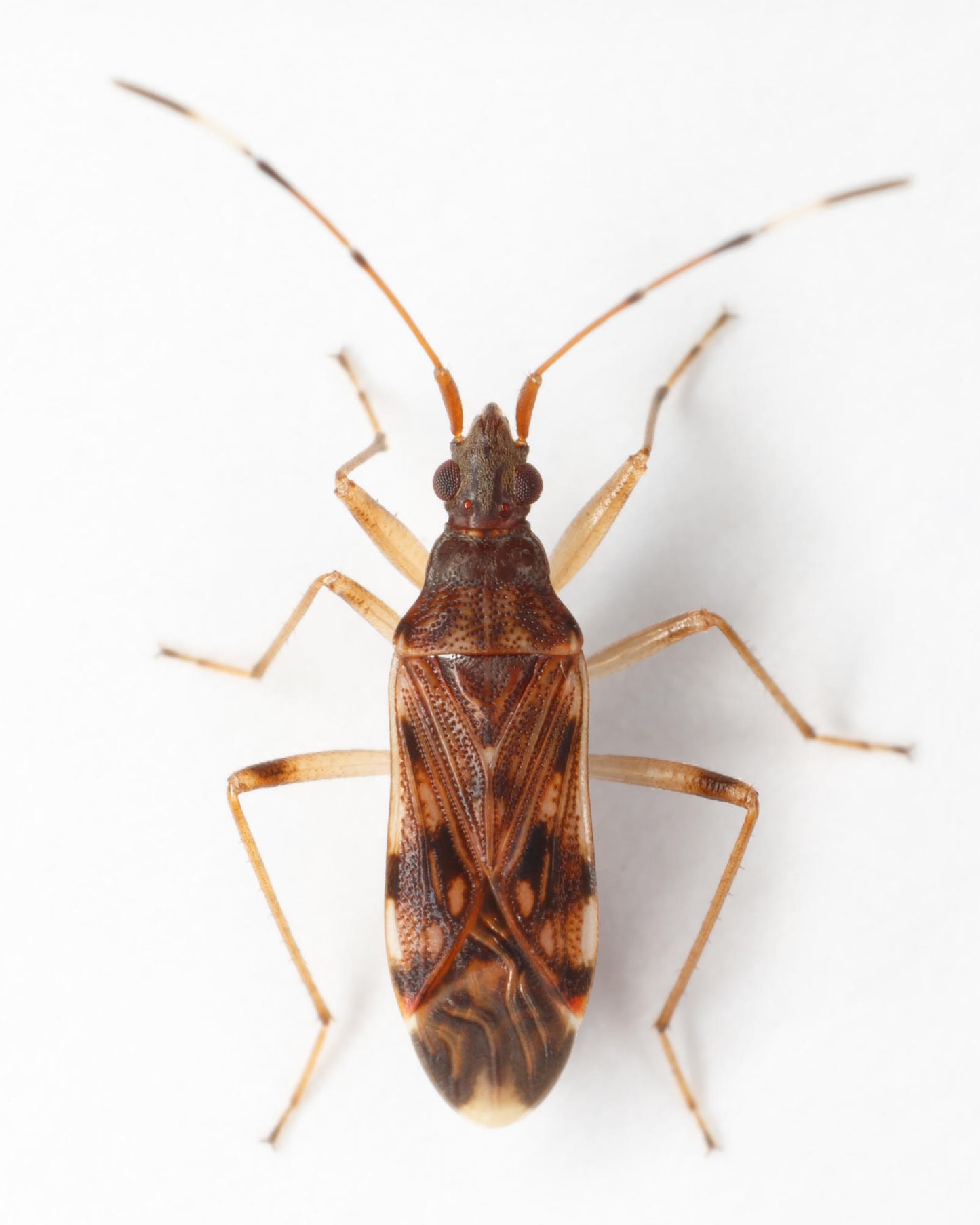 Ozophora caroli