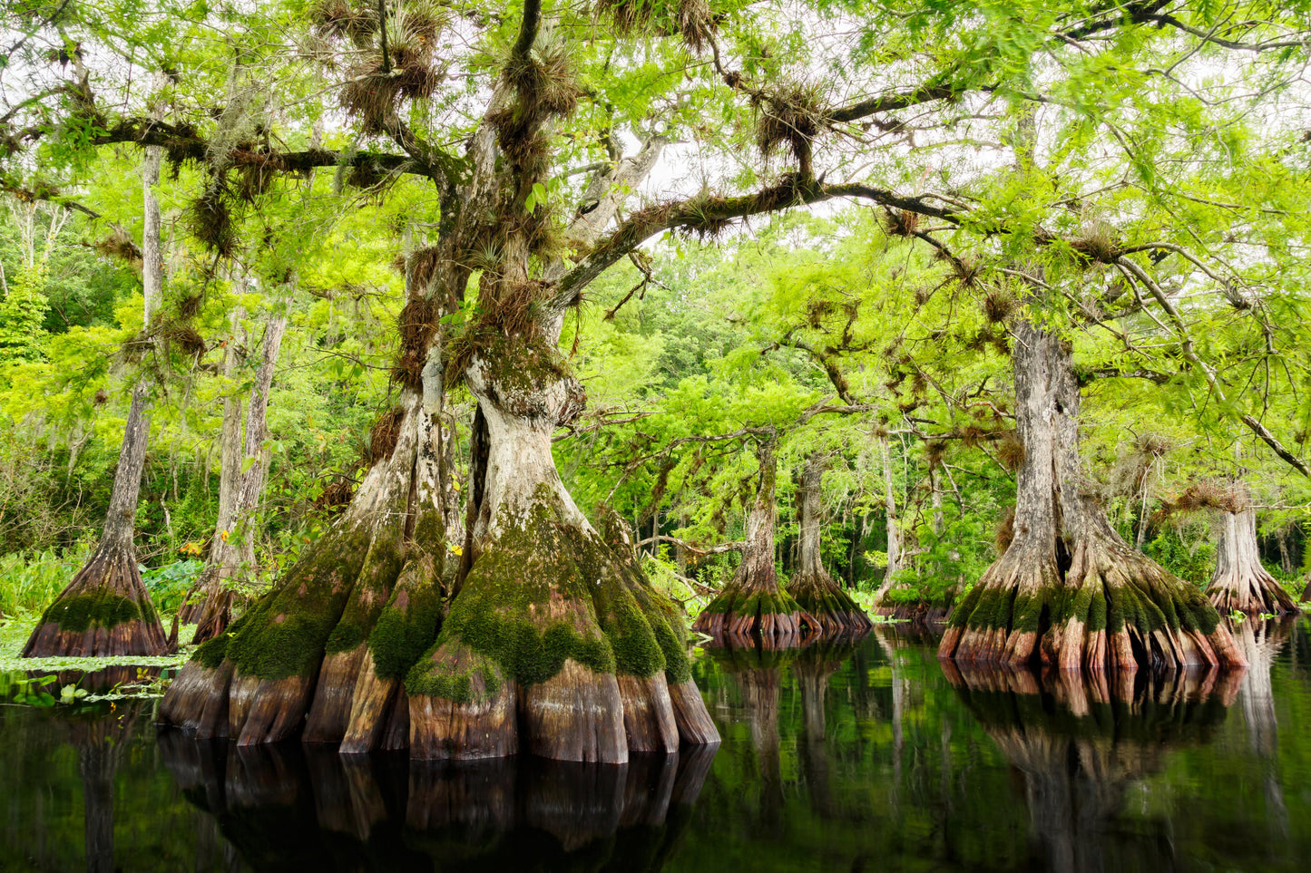 Lake Norris Cypress Trees