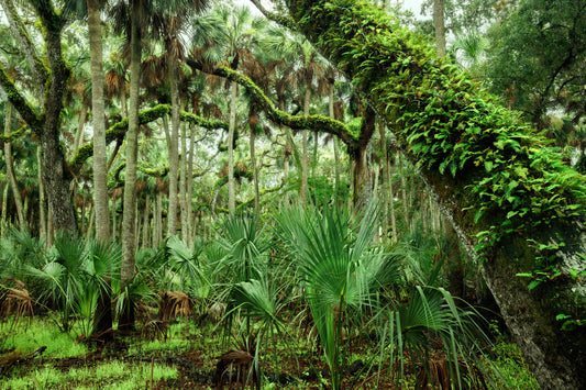 Lush Oak Hammock