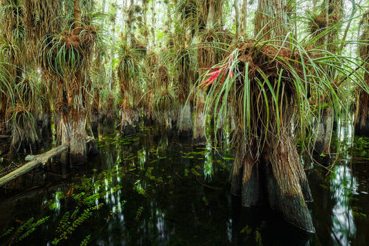 Everglades Cypress Dome