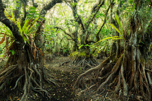 Dry Pond Apple Slough