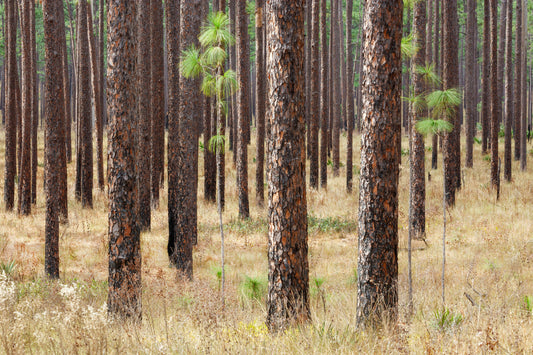 Ocala National Forest Sandhills