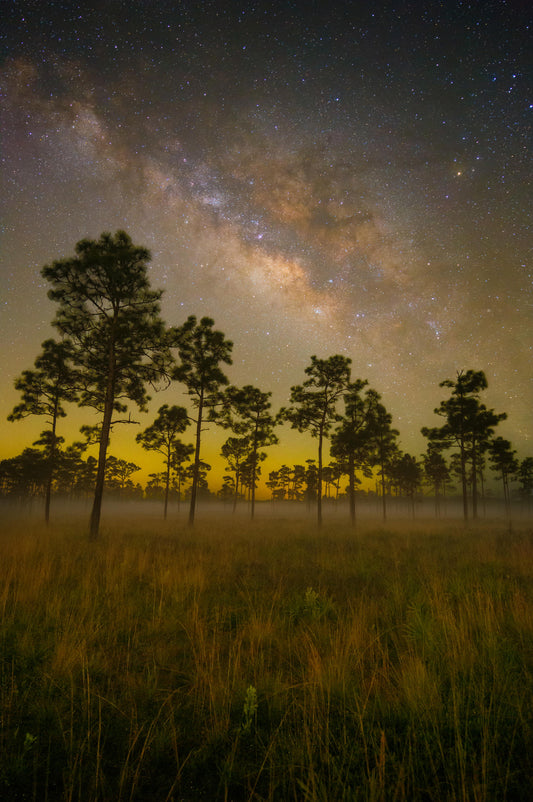 Milky Way Rising over the Pines 2