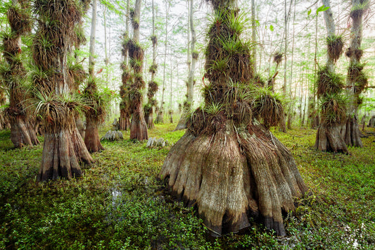 Gator Hook Cypress Dome