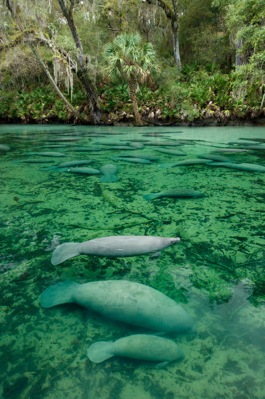 Blue Spring Manatees