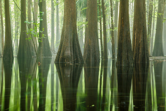 Flooded Cypress Swamp