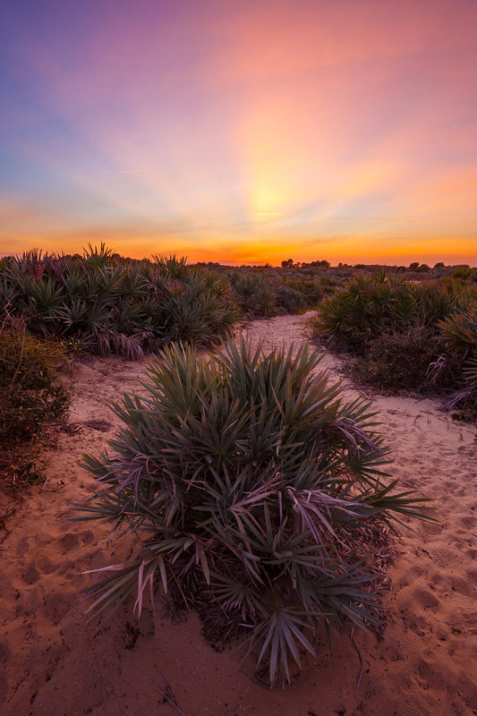 Melbourne Beach Coastal Scrub Sunset