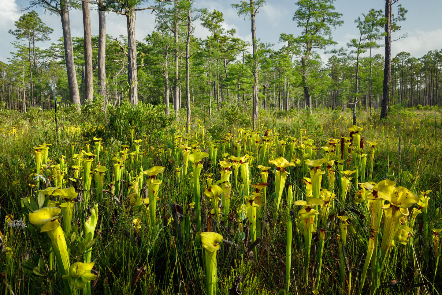 Apalachicola Pitcher Plant Bog 2