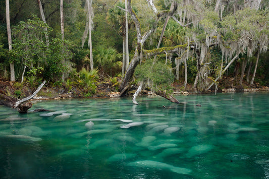 Blue Spring Manatees 4