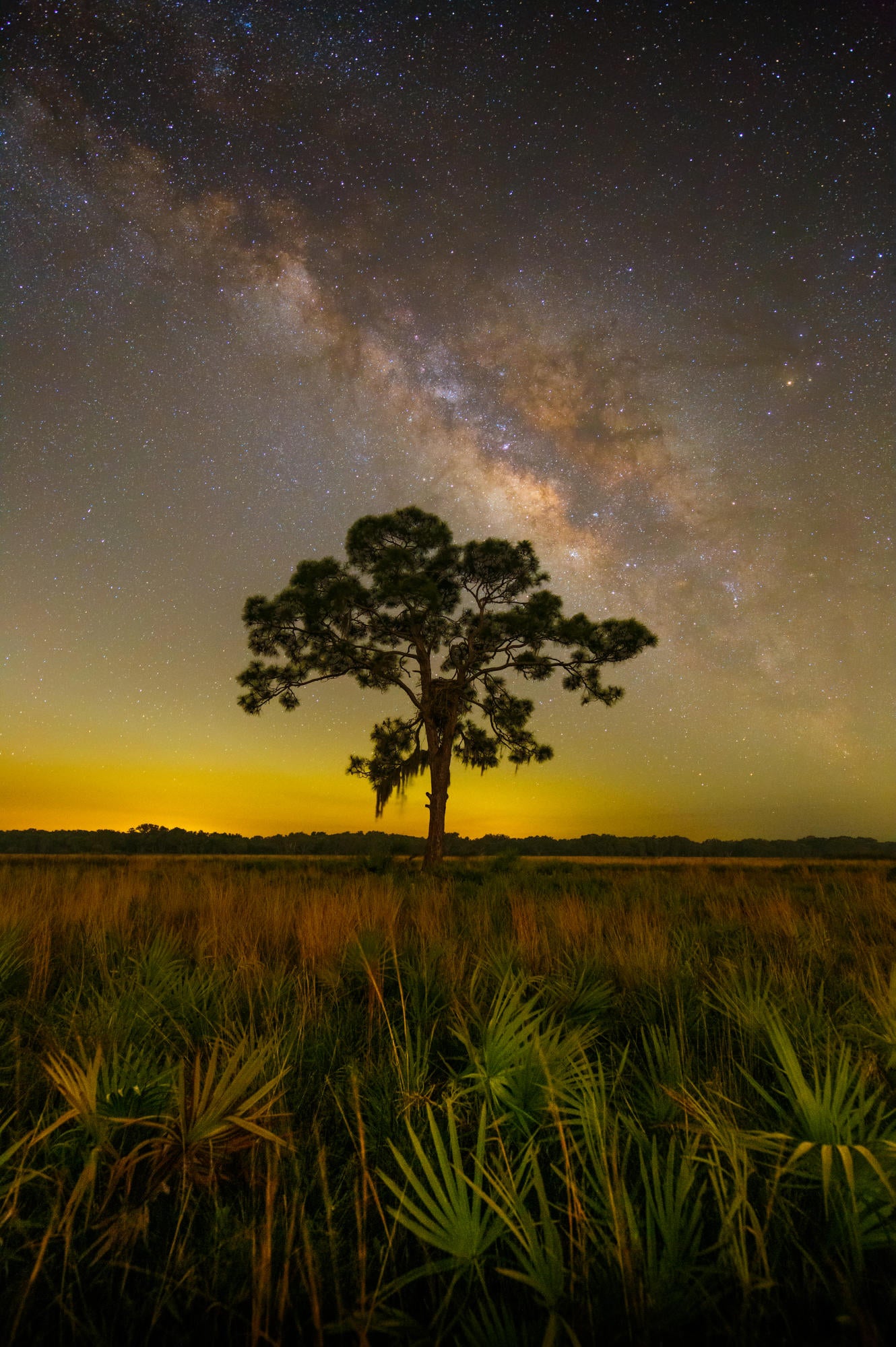 Florida Prairie Milky Way