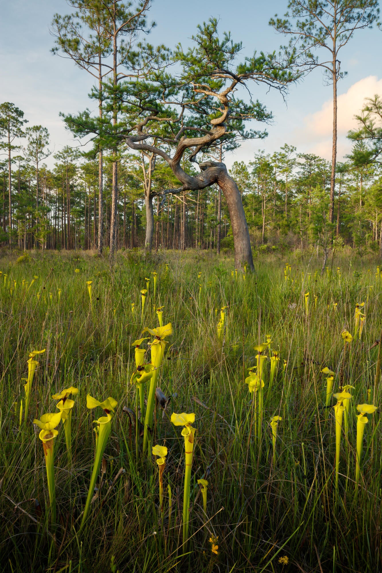 Apalachicola Twisty Cypress