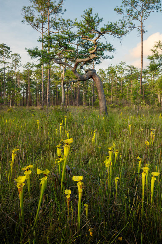 Apalachicola Twisty Cypress