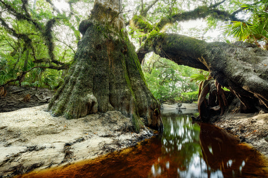 Giants of the Econlockhatchee River