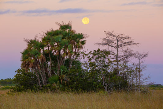 Everglades Moonset