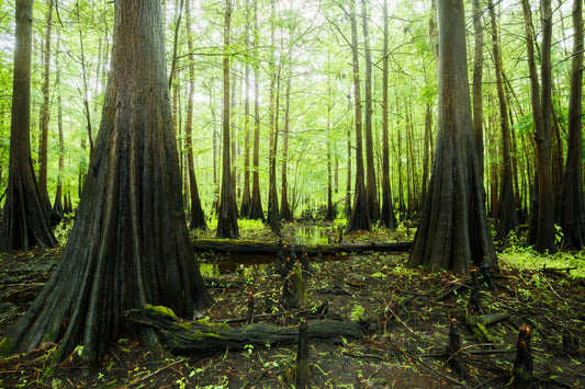 Cypress Greenery