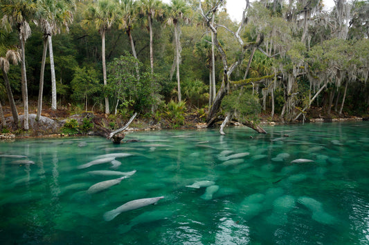 Blue Spring Manatees 3