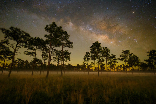 Milky Way Rising over the Pines