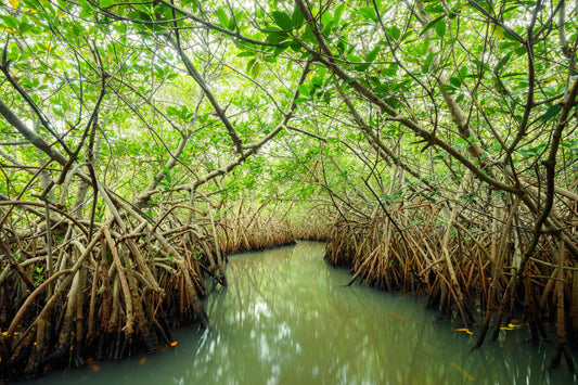 Cocoa Beach Mangrove Tunnel