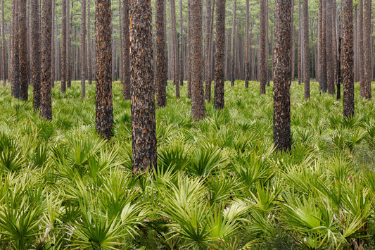 Olustee Pines