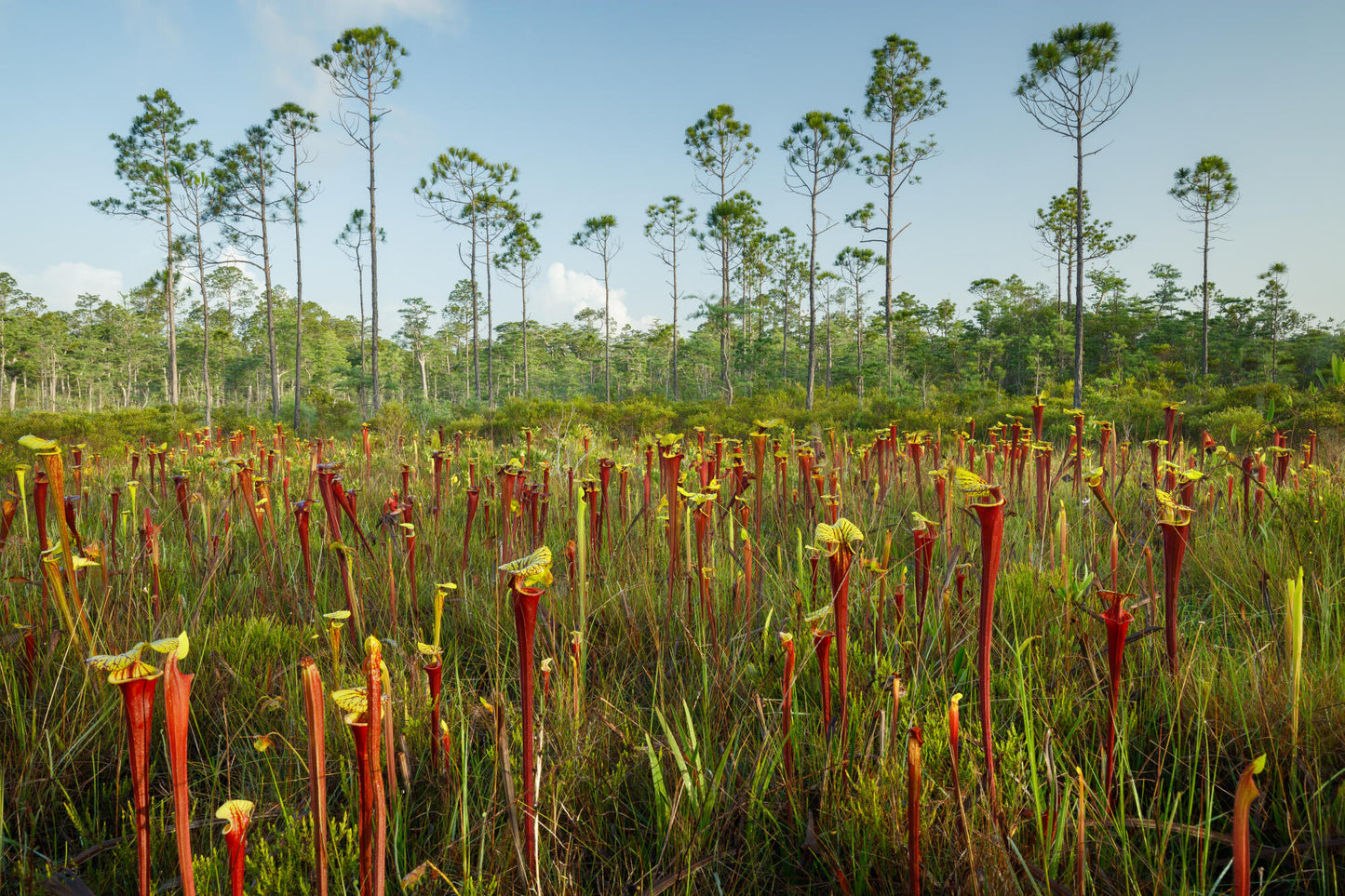 Apalachicola Pitcher Plant Bog