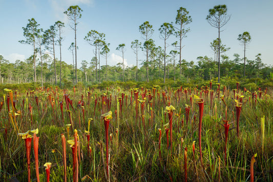 Apalachicola Pitcher Plant Bog