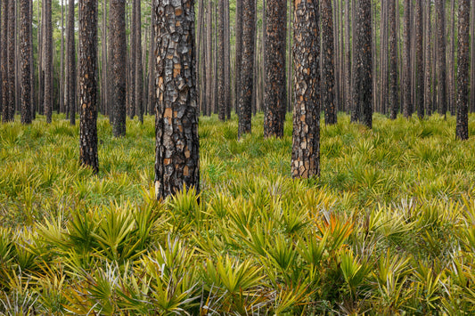 Osceola National Forest Pines
