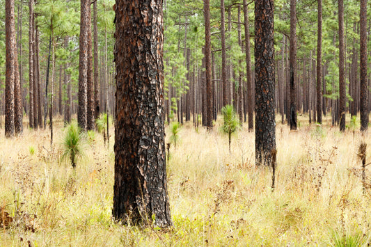 Longleaf Pine Sandhills