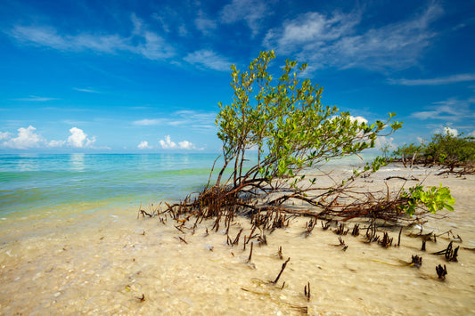 Honeymoon Island Mangrove