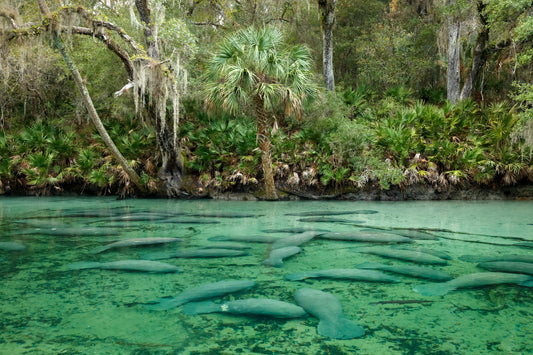 Blue Spring Manatees 2