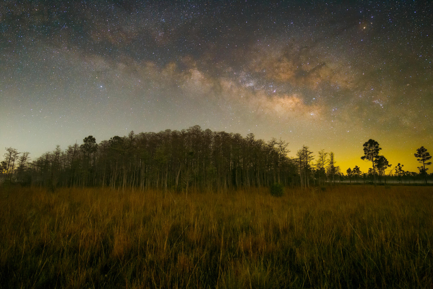 Milky Way over a Cypress Dome